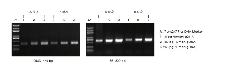 使用不同批次的產(chǎn)品，以不同濃度的人 gDNA 為模板擴(kuò)增，1.5% 瓊脂糖凝膠電泳分析擴(kuò)增結(jié)果。