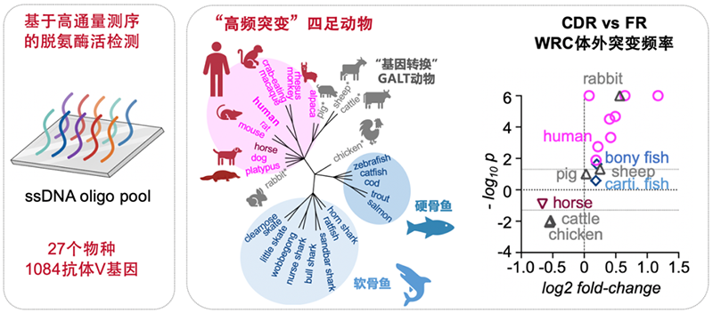 CDR突變偏好具有進(jìn)化保守性