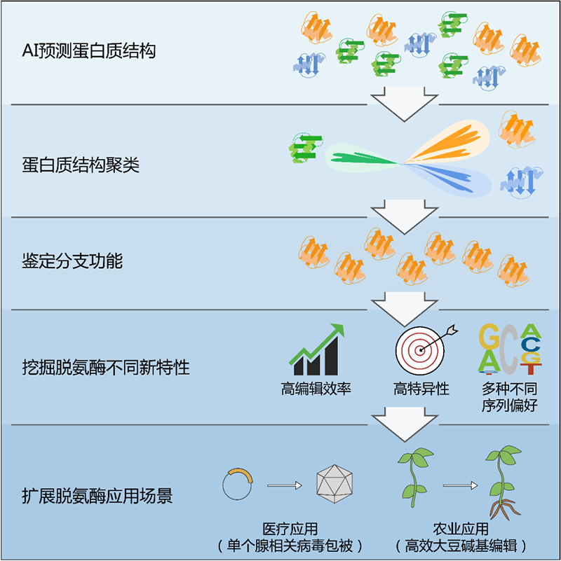 基于AI輔助的蛋白結(jié)構(gòu)聚類挖掘脫氨酶并開發(fā)具有新特性的堿基編輯系統(tǒng)